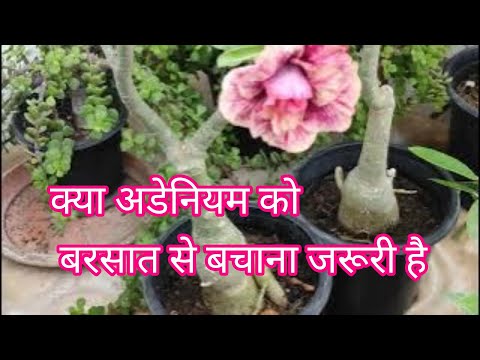 क्या अडेनियम को बरसात में बाहर रख सकते हैं। Care of adenium plant in rainy season