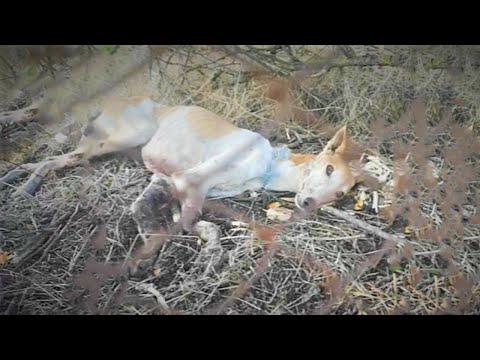 He Was Lying Motionless Over The Fence Ate By Flies After He Lost A Race And They Abandoned Him!