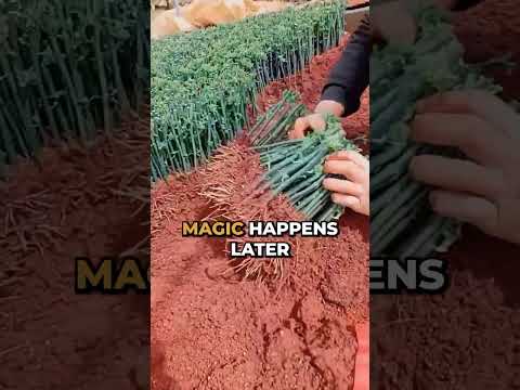 This farming trick turns ordinary rose stems into breathtaking blooms
