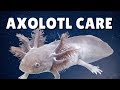 Axolotl Care and Biology