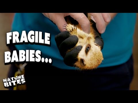 Will These Sick Baby Animals Survive? | The Secret Life of the Zoo | Nature Bites