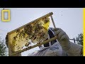 Detroit's Beekeeping Initiative and Community Impact