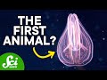 Understanding Evolutionary Theory and the Debate on the First Animal