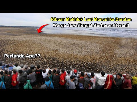 Warga Jawa tengah Heboh! Ribuan Makhluk Laut Tiba-Tiba Muncul ke Daratan! Fenomena Alam