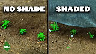 Shade Cloth vs No Cloth: Which Harvest Was Better?