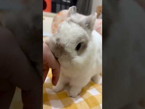 Little Cute Rabbits #amazing #bunny #rabbit #cute #pets #animals #shorts