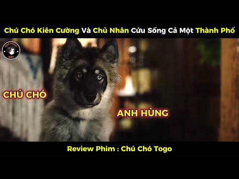 [Review Phim] Chú Chó Kiên Cường Và Chủ Nhân Cứu Sống Cả Một Thành Phố