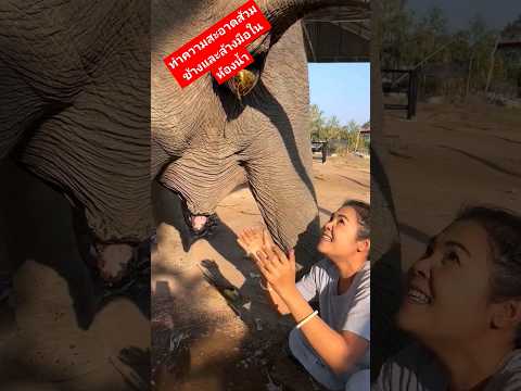 Clean the elephant toilet and wash your hands in the bathroomทำความสะอาดส้วมช้างและล้างมือในห้องน้ำ