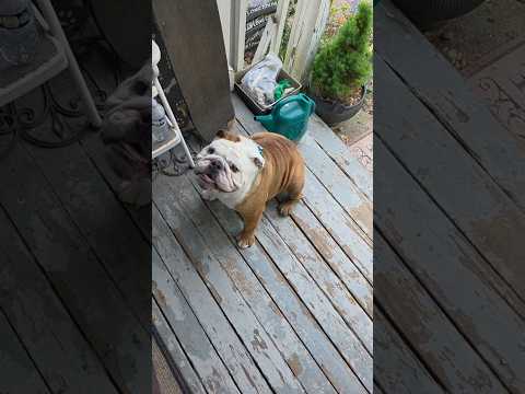 Odin the Tornado Dog REALLY wants to go skateboarding! #bulldog #englishbulldog #trending