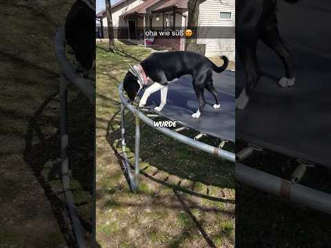 Dieser Hund Ist Extrem Schlau #shorts