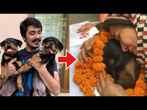 "THOR LIFE" 40 days to Antim yarta | “Thor’s Life Story: From 40 Days Old to His Last Day” | Part 1