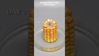 Corn in Water - Time lapse