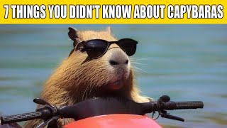 7 THINGS YOU DIDN’T KNOW ABOUT CAPYBARAS
