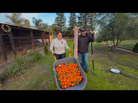 CORTANDO TODAS LAS MANDARINAS Y COCINANDO PESCADO ENCHILADO A LAS BRASAS!