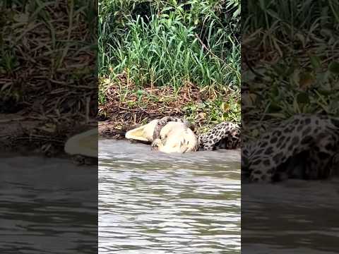 jaguar hunts crocodile very difficult #animals #viral