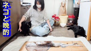 猫と晩酌！夏の夜店の料理を猫と楽しむ！顔面に座る大型犬！