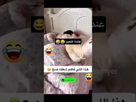 احلى منبهه #اكسبلور #السعوديه #ضحك #النظافه #cat #ورك #funny #cute #التغطيه #قطط