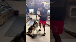Using the Leash In a Heel