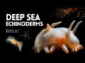 Marine Ecosystem Roles and Relationships