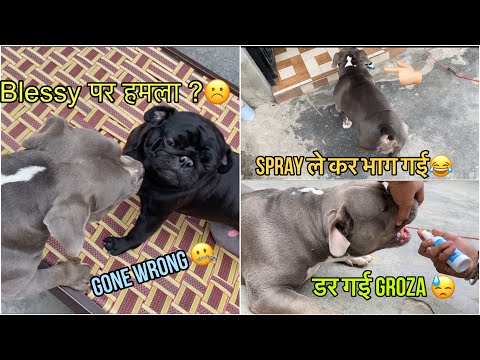 Dental spray se dar kar bhag gyi Groza 😂 | galat scene ho gya 😓American bully vlog best ever 🤪