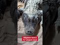 Alligator and Crocodile Differences