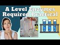 Enzyme Activity and Experimental Design