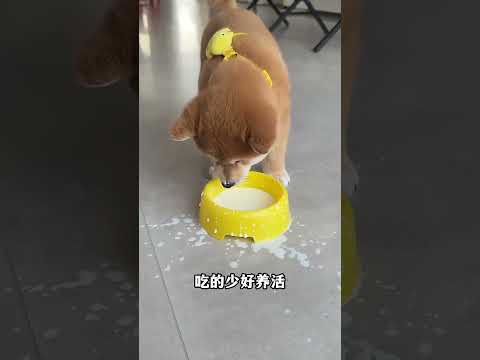 The love for these cute puppies grows day by day #dog #pet #cutedog #puppy #puppylove #cuteanimal