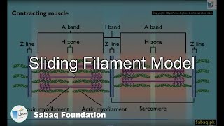 Sliding Filament Model