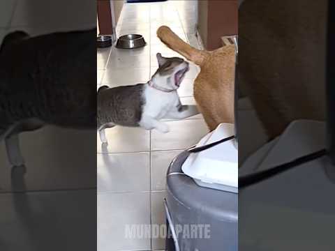LINGUA DE GATO VS DE CACHORRO. #bicho #animal #curiosidades #gato #cachorro