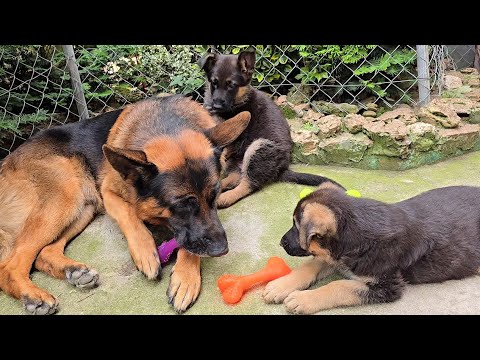 ⭐️Papa Alf, puppies and bones🏆 German Shepherd Odessa 2025