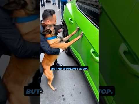 This dog damaged a $450,000 car
