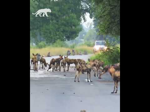 Un babuino atrapado entre 20 perros salvajes