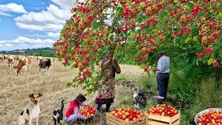 Натуральные напитки из диких фруктов — вкус лета на зиму. Жареная фасоль зелёная🌱