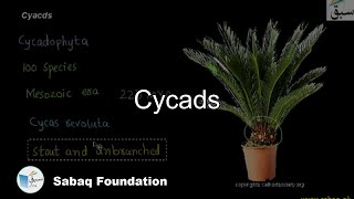 Cycads