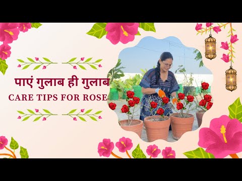 Rose plant pre-season care tips | ढेरो गुलाब कैसे पायें