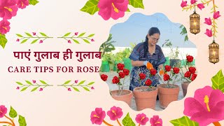 Rose plant pre-season care tips | ढेरो गुलाब कैसे पायें