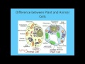 Cells: Key Concepts and Review