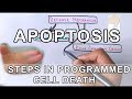 Apoptosis and Its Mechanisms
