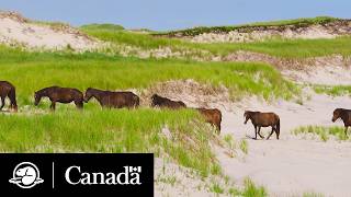 Grazing on Sable Island | Fences in the Sand | Parks Canada