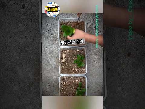 생선을 땅에 묻었더니, 40일 뒤 식물에 벌어진 놀라운 일