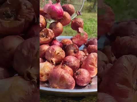 You Won’t Believe What They Do with Onions in China