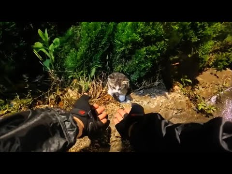 Rescue a stray kitten from the grass on the highway#kitten #straycat