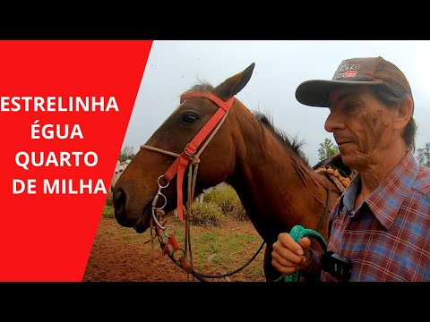 TESTANDO A ÉGUA NOVA NA LIDA BRUTA