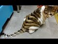 Exploring the Funniest Animal Moments