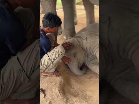 น้องปลาวาฬมีพี่ควาญกล่อมนอนเคลิ้มหลับปุ๋ย #elephant #Sleep #AI #thailand #freedom