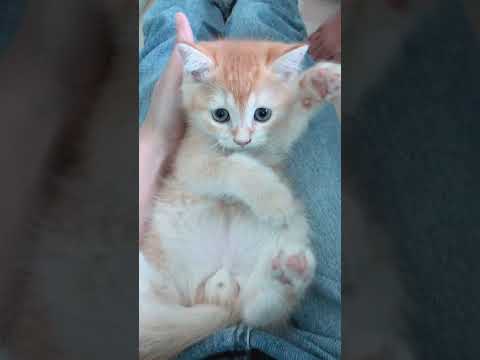 คานิว่าออกสูตรใหม่ สำหรับแม่แมวและลูกแมว โรคงอกแมวมังกำเริบเลยย ใจมันสั่นแปลกๆ ใครกำลังเลี้ยงแมวเด็กบ้างคะตอนนี้ ชิเอลแมวมึน คิรัวร์ตัวป่วน hbaTvvaS0L4