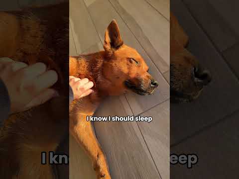 Sleep is overrated anyway 😅 #australiancattledog #redheeler #dogsofinstagram