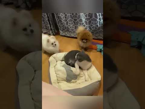 Dog:this is my territory! #funny #pets #funnydogs