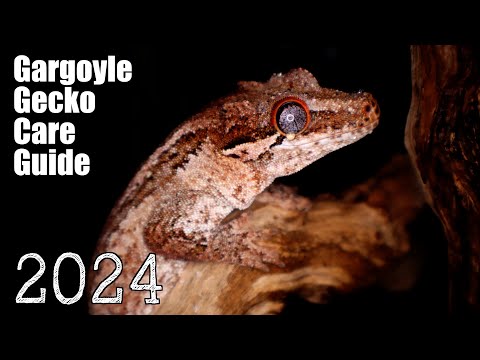 Gargoyle Gecko Care Guide 2024