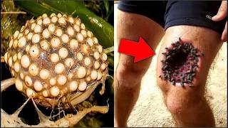 Le Dijeron Que NO Los Tocara, Pero No Escucho Y Lo Que Ocurrio Despues Es Aterrador - Insectos